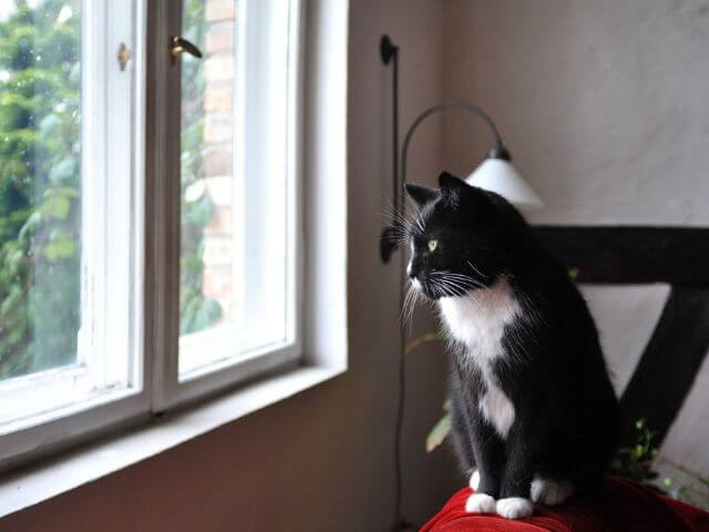 Vermietung Wohnen Wohnung Historisch Scheune Haus Grundstück Berlin Blankenfelde Berlin-Blankenfelde Berlin-Pankow Katze